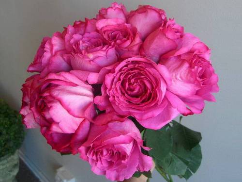 Роза Ив Пьяже